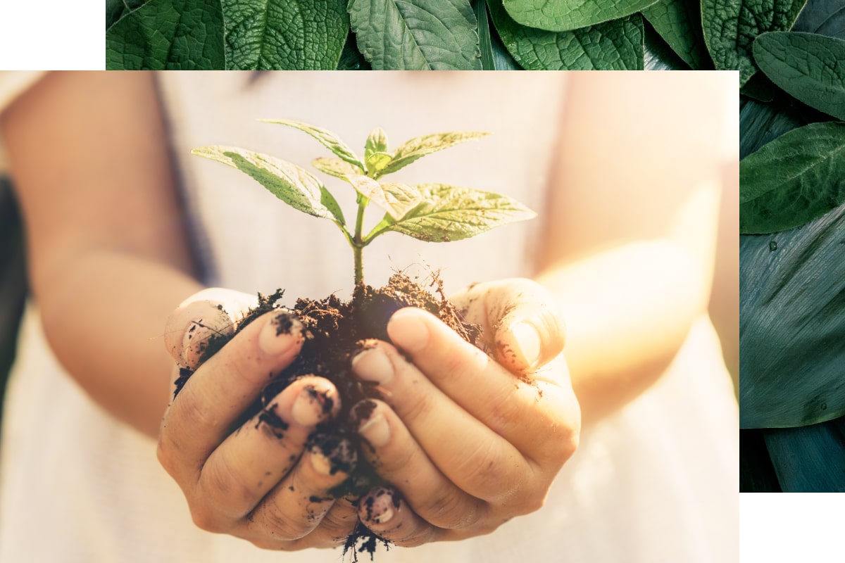 two hands holding a sapling in dirt